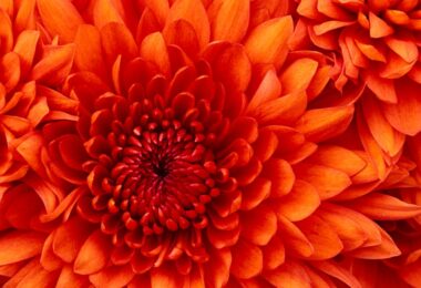 Chrysanthemum